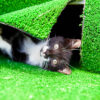 Artificial Grass - Image 7