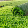 Artificial Grass
